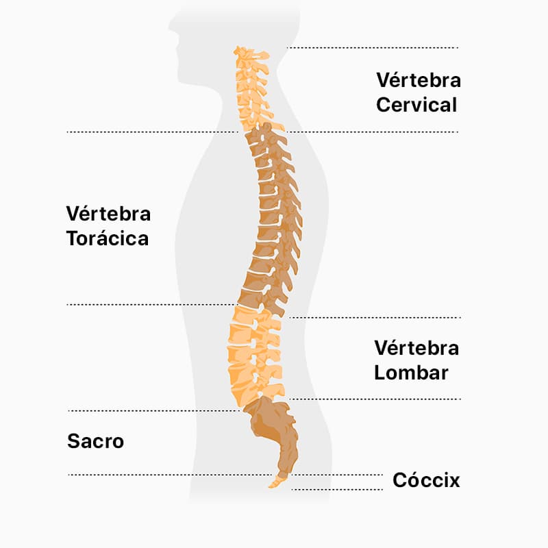 coluna - vértebra cervical, vértebra torácica, vértebra lombar, sacro, cóccix